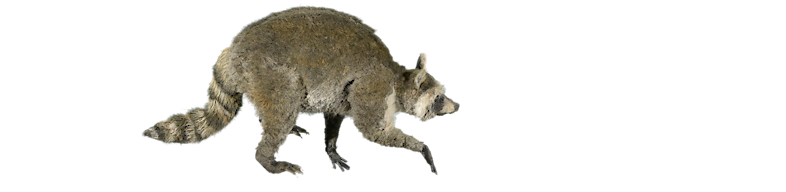 Walking raccoon